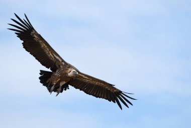 Griffon Vulture (Gyps fulvus) merkezi, bulutlar ve mavi gökyüzünde uçuyor