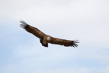 Griffon Vulture (Gyps fulvus) merkezi, bulutlar ve mavi gökyüzünde uçuyor
