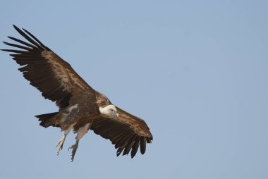 Griffon Vulture (Gyps fulvus) merkezi, bulutlar ve mavi gökyüzünde uçuyor