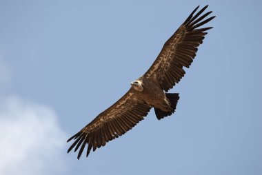 Griffon Vulture (Gyps fulvus) merkezi, bulutlar ve mavi gökyüzünde uçuyor