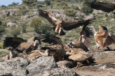Griffon Vulture (Gyps fulvus) grubu kayalara tünedi