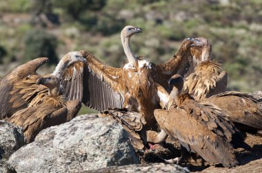 Griffon Vulture (Gyps fulvus) grubu kayalara tünedi
