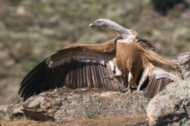 Griffon Vulture (Gyps fulvus) açık kanatlı, uçan leş yiyen kuşlar
