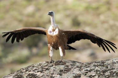 Griffon Vulture (Gyps fulvus) açık kanatlı, uçan leş yiyen kuşlar
