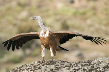 Griffon Vulture (Gyps fulvus) açık kanatlı, uçan leş yiyen kuşlar