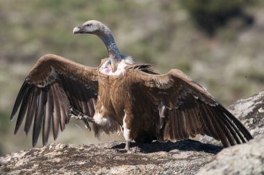 Griffon Vulture (Gyps fulvus) açık kanatlı, uçan leş yiyen kuşlar