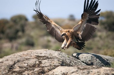 Griffon Vulture (Gyps fulvus) açık kanatlı, uçan leş yiyen kuşlar