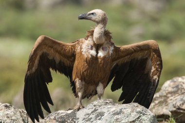Griffon Vulture (Gyps fulvus) açık kanatlı, uçan leş yiyen kuşlar