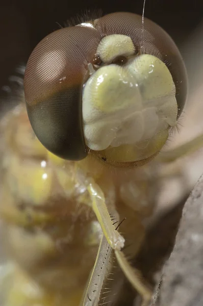 Close Dragonfly Eyes Mouth — Stock Photo, Image