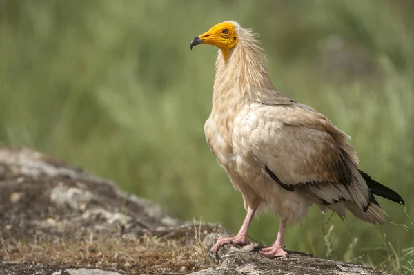 Vautour Égyptien Neophron Percnopterus Espagne Portrait Perché Sur Les Rochers — Photo