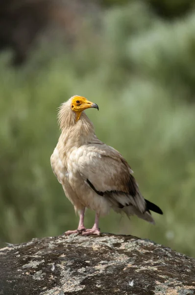 Avvoltoio Egiziano Neophron Percnopterus Spagna Ritratto Appollaiato Rocce — Foto Stock