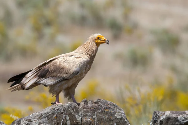 Egyptian Vulture Neophron Percnopterus Spain Портрет Скелях — стокове фото