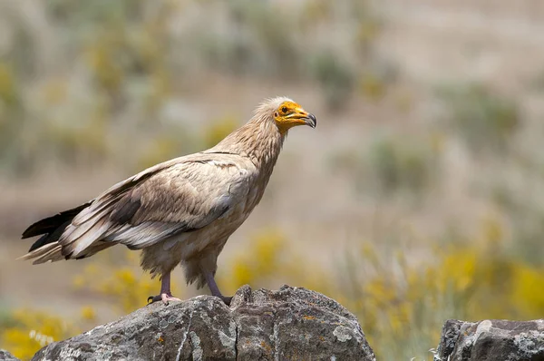 Egyptský Sup Neophron Percnopterus Španělsko Portrét Usazený Skalách — Stock fotografie