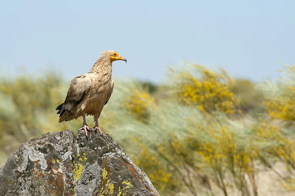 Avvoltoio Egiziano Neophron Percnopterus Spagna Ritratto Appollaiato Rocce — Foto Stock