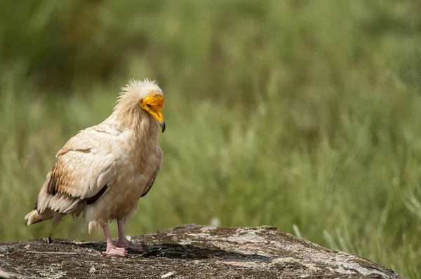 Egyptian Vulture Neophron Percnopterus Spain Portrait Perched Rocks — Stock Photo, Image