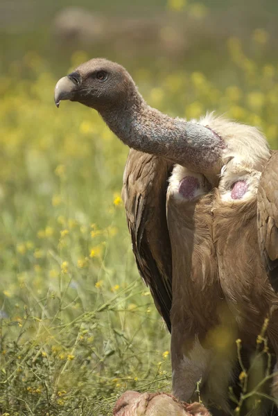 Griffon Vulture Gyps Fulvus Gros Plan Yeux Bec — Photo
