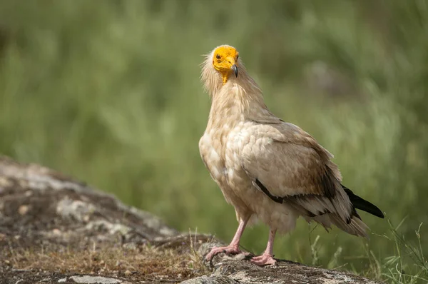 Vautour Égyptien Neophron Percnopterus Espagne Portrait Perché Sur Les Rochers — Photo