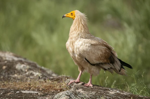 Vautour Égyptien Neophron Percnopterus Espagne Portrait Perché Sur Les Rochers — Photo