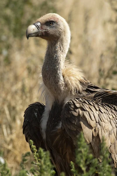 Griffon Vulture Gyps Fulvus Зблизька Очима Дзьобом — стокове фото