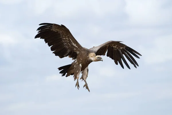 Buitre Leonado Gyps Fulvus Volando Centro Nubes Cielo Azul — Foto de Stock