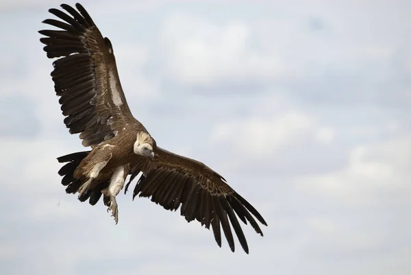 Gänsegeier Gyps Fulvus Fliegt Der Mitte Wolken Und Blauer Himmel — Stockfoto