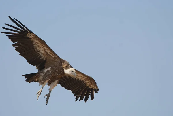 Griffon Vulture Gyps Fulvus Vliegen Het Midden Wolken Blauwe Lucht — Stockfoto
