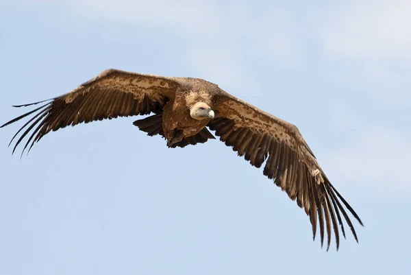 Grifone Avvoltoio Gyps Fulvus Che Vola Centro Nuvole Cielo Blu — Foto Stock