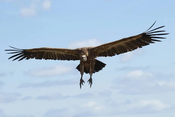 Griffon Vulture Gyps Fulvus Летить Центрі Хмарах Синьому Небі — стокове фото