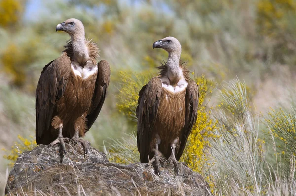 Griffon Vulture Gyps Fulvus Група Сідала Скелі — стокове фото