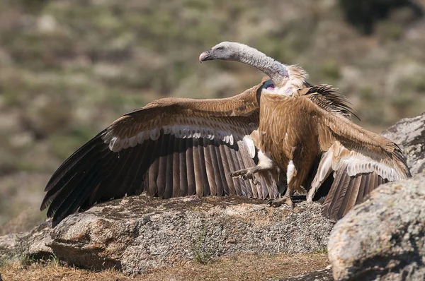 Griffon Vulture Gyps Fulvus Відкритими Крилами Літаючими Сміттєносцями — стокове фото