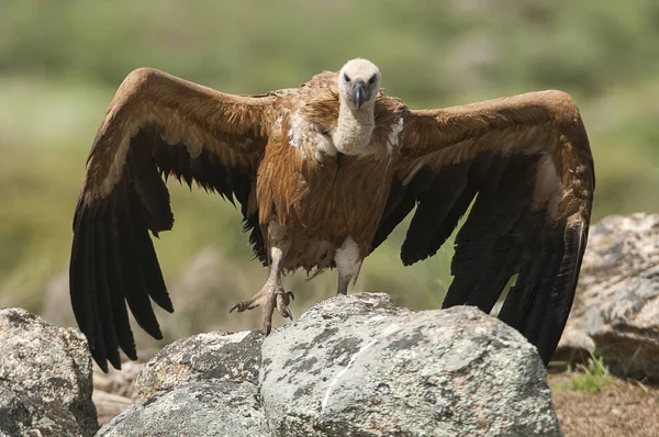 Griffon Vulture Gyps Fulvus Відкритими Крилами Літаючими Сміттєносцями — стокове фото