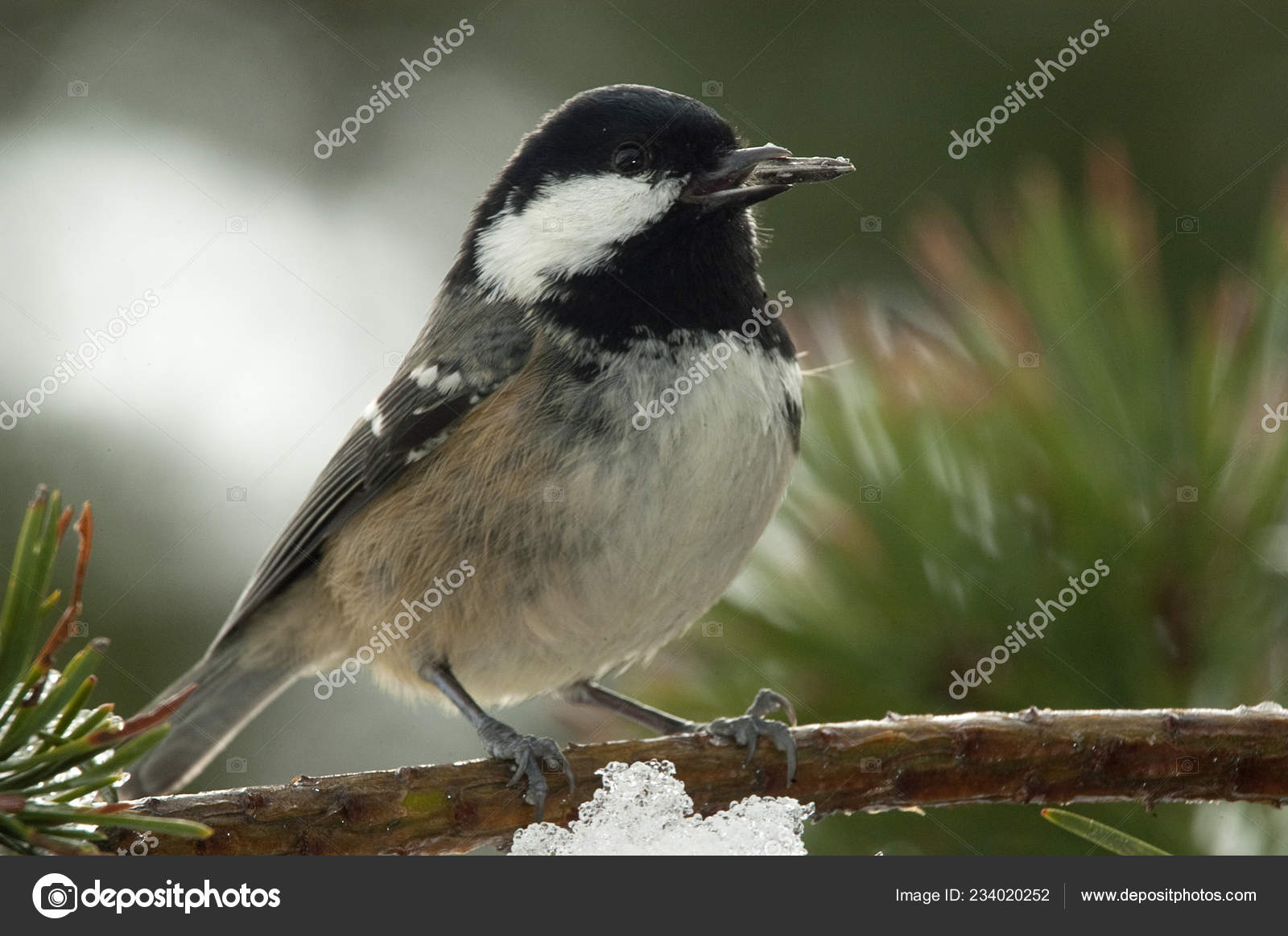 Coal Tit Periparus Ater Close Bird Stock Photo C Jalonsohu 234020252