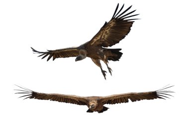 Beyaz arka planda uçan Griffon Vulture (Gyps fulvus), kuş silueti