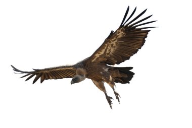 Beyaz arka planda uçan Griffon Vulture (Gyps fulvus), kuş silueti