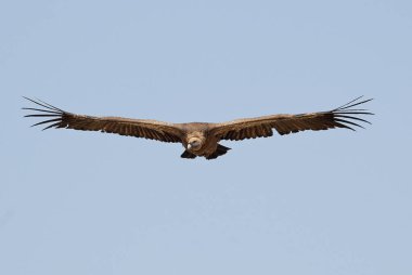 Griffon Vulture (Gyps fulvus) uçan, kuş silueti