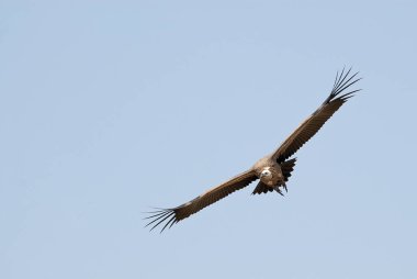 Griffon Vulture (Gyps fulvus) uçan, kuş silueti