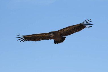 Griffon Vulture (Gyps fulvus) uçan, kuş silueti