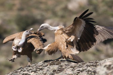 Griffon akbabası, Gyps fulvus, dağdaki kayanın üzerinde oturan büyük yırtıcı kuşlar.