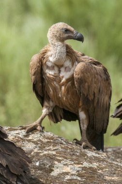 Griffon akbabası, Gyps fulvus, yırtıcı kuş leşi portresi