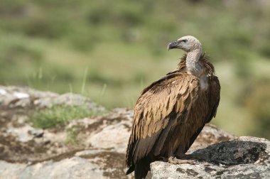 Griffon akbabası, Gyps fulvus, yırtıcı kuş leşi portresi