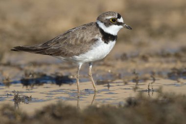 Küçük Halkalı Plover (Charadrius dubius) suda yiyecek arayan su kuşu
