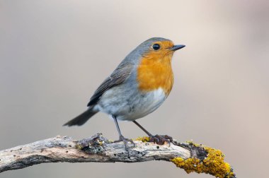 Robin, Erithacus Rubecula, bir dalın üzerinde duruyor.
