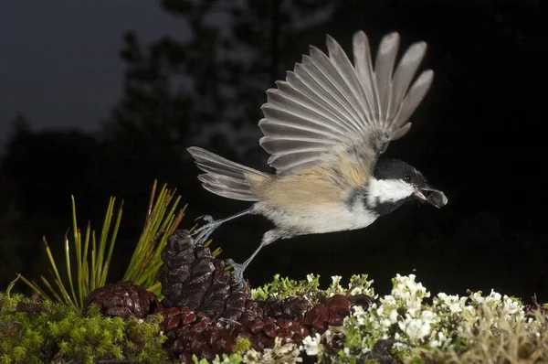 Sosnówka Periparus Ater Ptak Latający — Zdjęcie stockowe