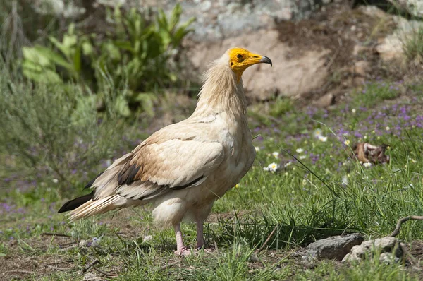 Vautour Égyptien Neophron Percnopterus Oiseau Charognard Debout Sur Sol — Photo