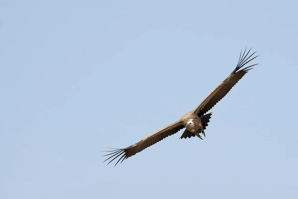 Griffon Vulture Gyps Fulvus Літає Силует Птахів — стокове фото