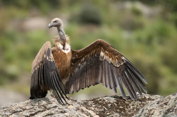 Griffon akbabası, Gyps fulvus, dağdaki kayanın üzerinde oturan büyük yırtıcı kuşlar.