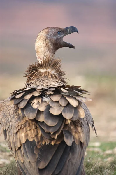 Griffon Akbabası Gyps Fulvus Yırtıcı Kuş Leşi Portresi — Stok fotoğraf