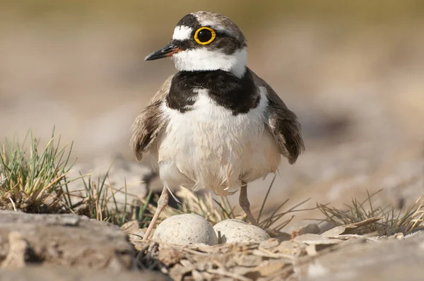 Küçük Halkalı Plover Charadrius Dubius Yuvasında Yumurtalarıyla Kuşu — Stok fotoğraf