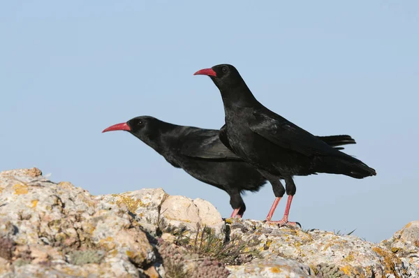 Röd Fakturerad Hosta Pyrrhocorax Pyrrhocorax Fågelpar Stående Klippa — Stockfoto