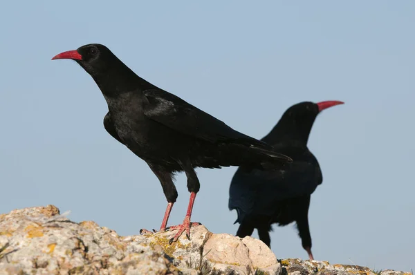 Röd Fakturerad Hosta Pyrrhocorax Pyrrhocorax Fågelpar Stående Klippa — Stockfoto